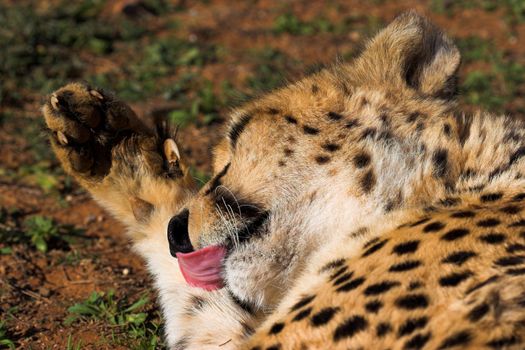 Cheetah cleaning its paw