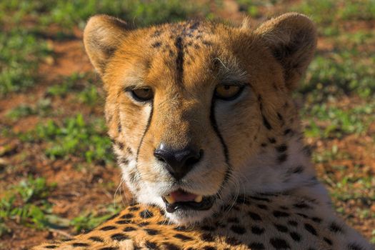 Cheetah relaxing in the Sun