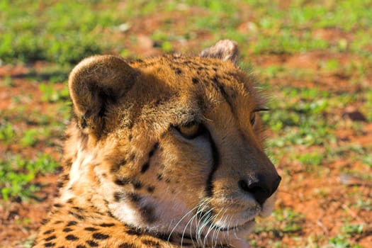 Cheetah Head close up