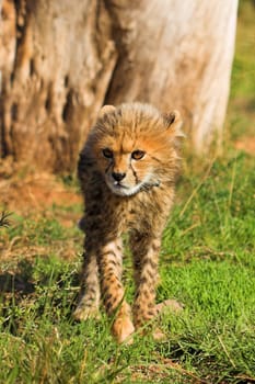 Cheetah Cub