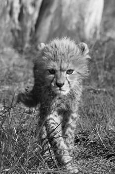 Cub close up stalking the camera