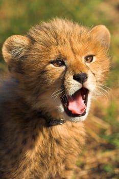 Cheetah Cub Yawning