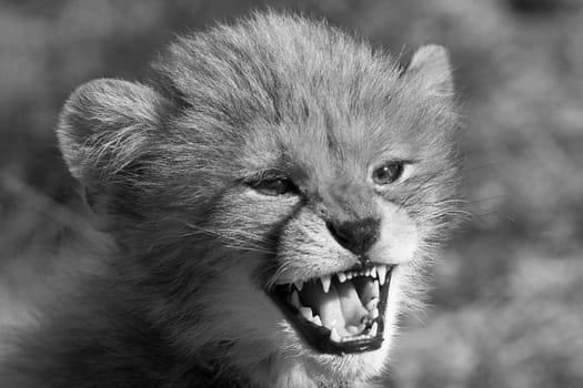 Angry cheetah cub growling