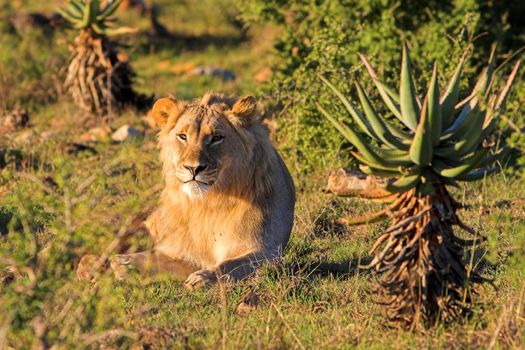 Young Male Lion resting in the afternoon sun