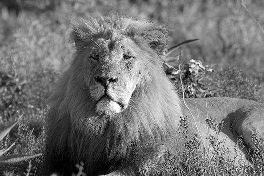 Male Lion