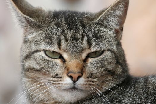 Gray tabby cat annoyed with her nap disturbed