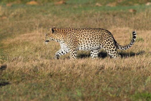 Leopard stalking its prey on a grass field