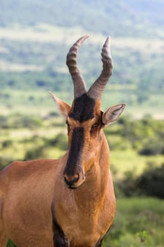 Red Hartebeest side profile portrait