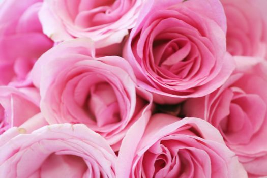Elegant soft pink roses