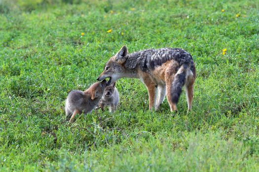 Black Backed jackal pup begging for food