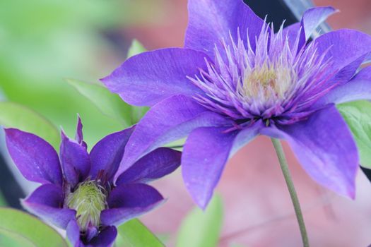 Deep purple and blue clematis blooms