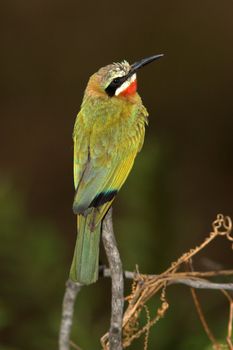 White-Fronted Bee-Eater found in the Kruger National Park