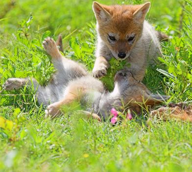 Two Jackal pups playing around in the grass