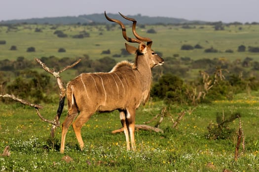 Majestic Kudu male on the African grass plains