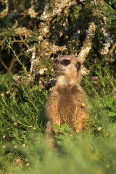 Meerkat (Suricate) scouting for danger from above