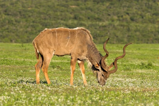 Majestic Kudu male feeding on the African grass fields
