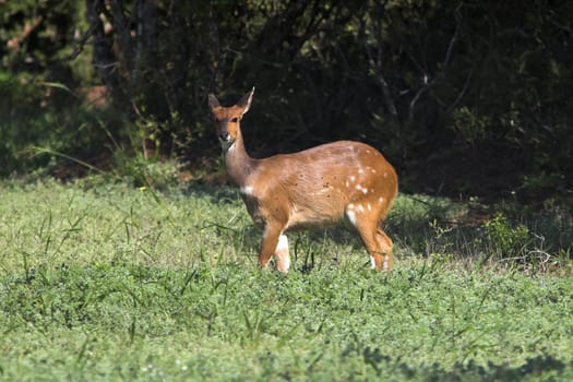 Female bushbuck looking directly at the camera