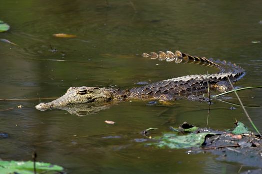 Juvenile Crocodile floating in the water