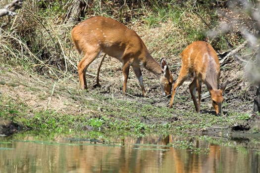 Two female bushbuck feeding next to the river