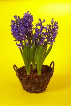 Violet hyacinth on the basket over yellow