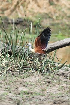 African jacana spreading its wings for take off