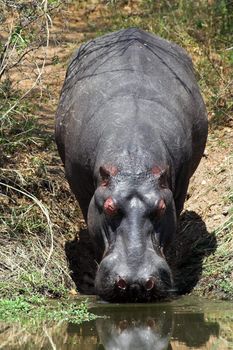 Scarred Hippo entering the water after foraging