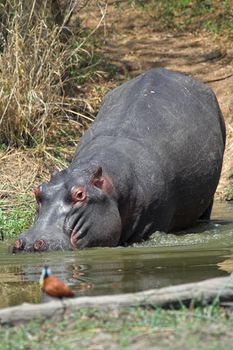 Scarred Hippo entering the water after foraging