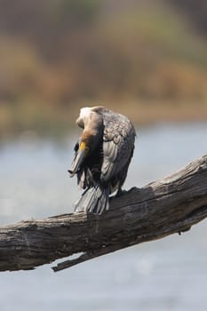 White-Breasted cormorant sitting on a branch grooming itself