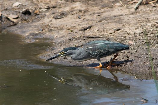 Green backedheron scanning the water for fish