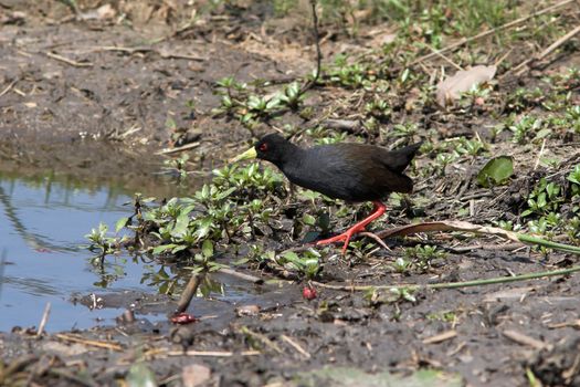 Black Crake foraging for food in the wetlands