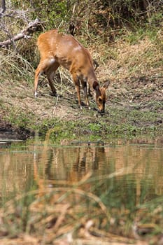 Bushbuck cautiously feeding on grass next to the river