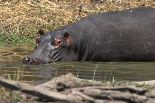 Scarred Hippo semi submerged in the water