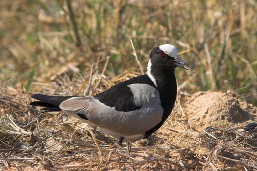 Blacksmith Lapwing (Plover) gaurding its nest from intruders