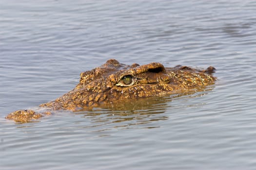Close up of a crocodile head floating in the water