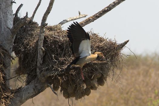 Egyptian goose landing on the branch of a dead tree