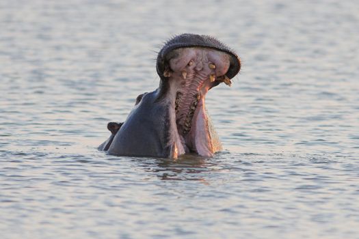 Hippo displaying its dominance with a 'Hippo Yawn'