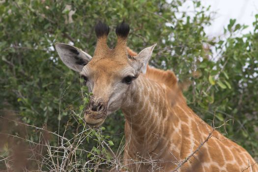 Portrait close up of a giraffe feeding