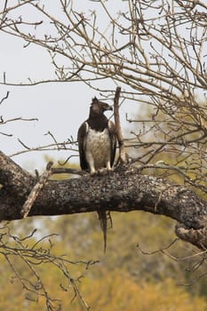 Martial Eagle sitting on a branch with a lizzard in its claws