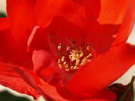 close-up image of a garden red rose