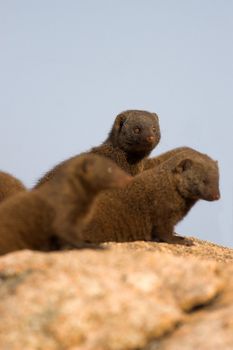 Dwarf Mongoose on alert, scouting for danger