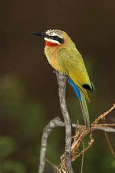 White-Fronted Bee-Eater found in the Kruger national park