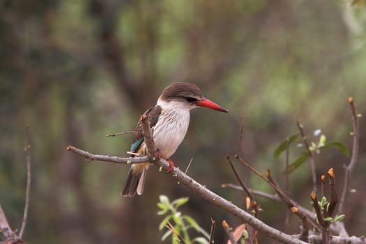 Striped Kingfisher scanning the river below for fish