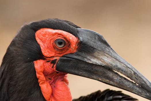 Close up of the face of a Southern Ground Hornbill