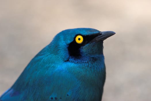 Close up of a Greater Blue-Eared Starling