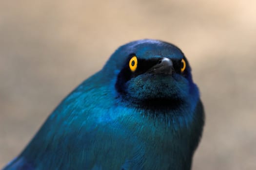 Extreme close up of a Greater Blue-Eared Starling