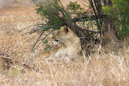 Lioness resting under a tree during mid day