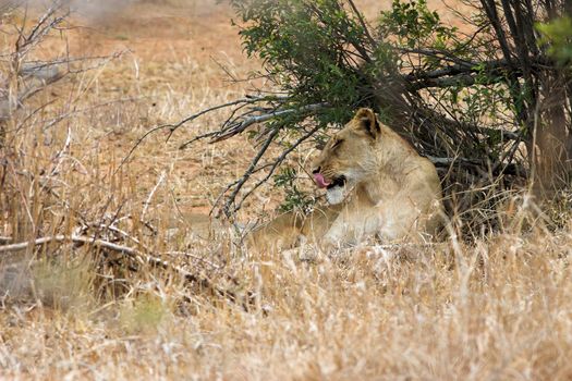 Lioness resting and licking her mouth clean