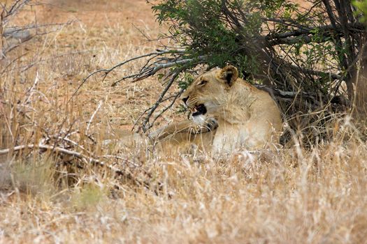 Lioness growling after being woken up from her sleep