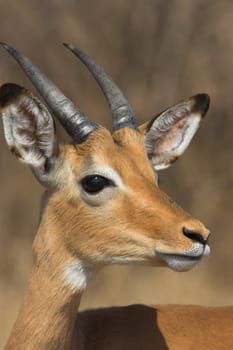 Portrait of a young Impala male with developing horns