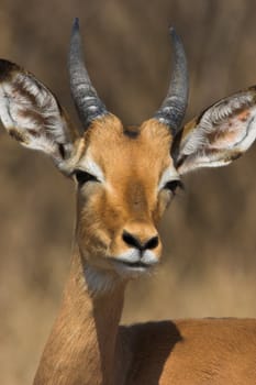 Young Impala Male with its ears spread